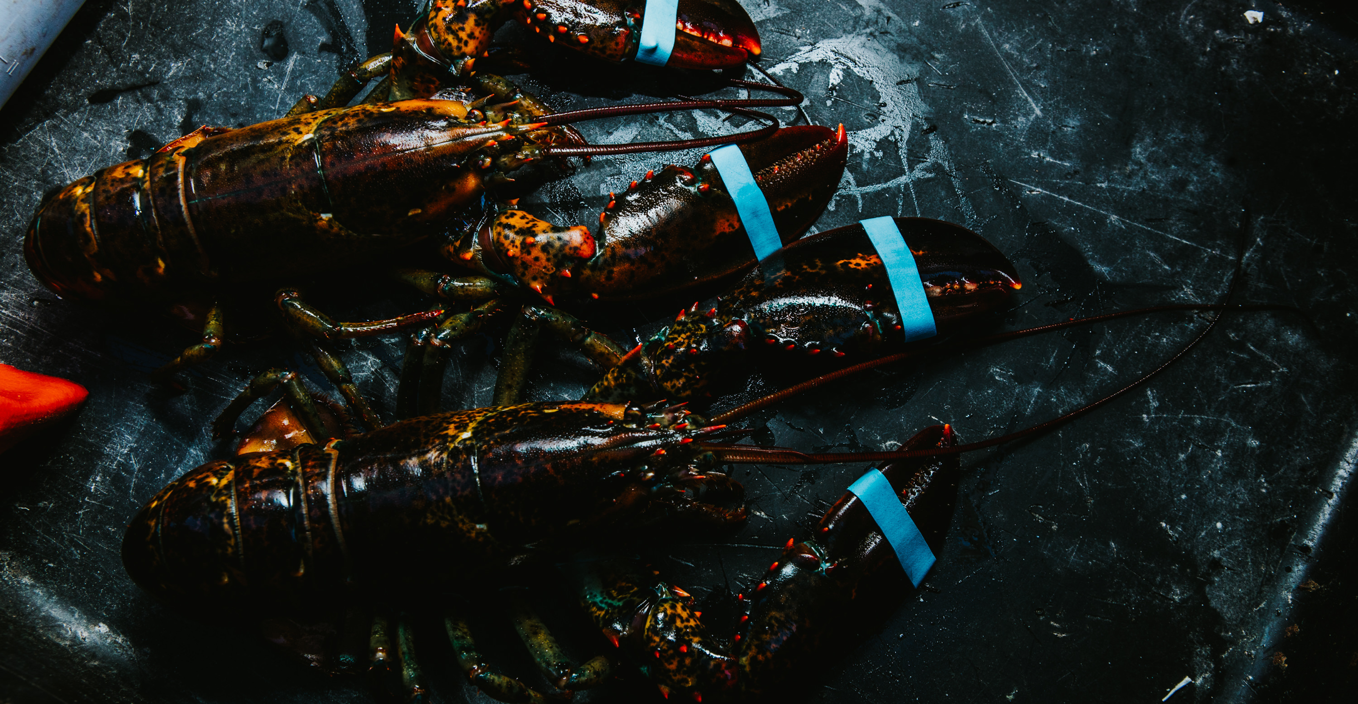 Live Maine Lobsters