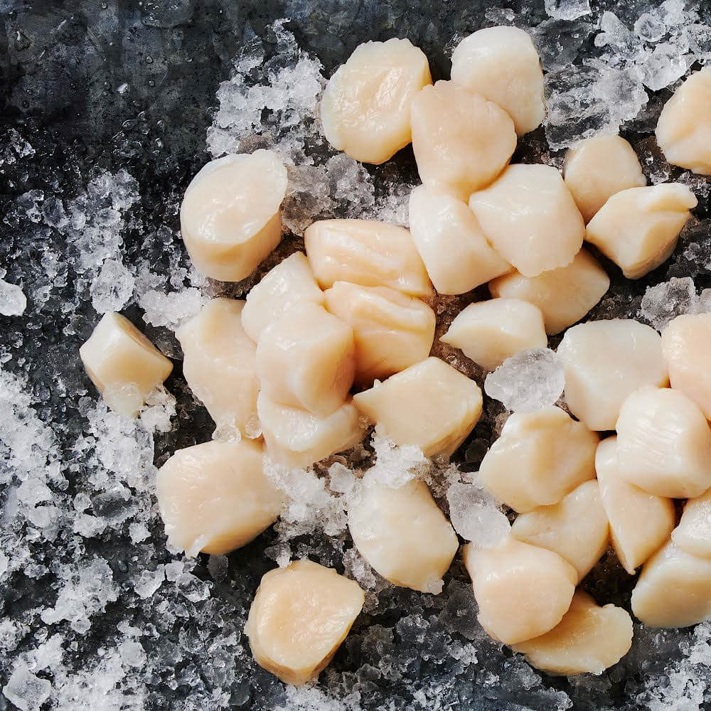 Maine Scallops on a bed of ice with a dark background.