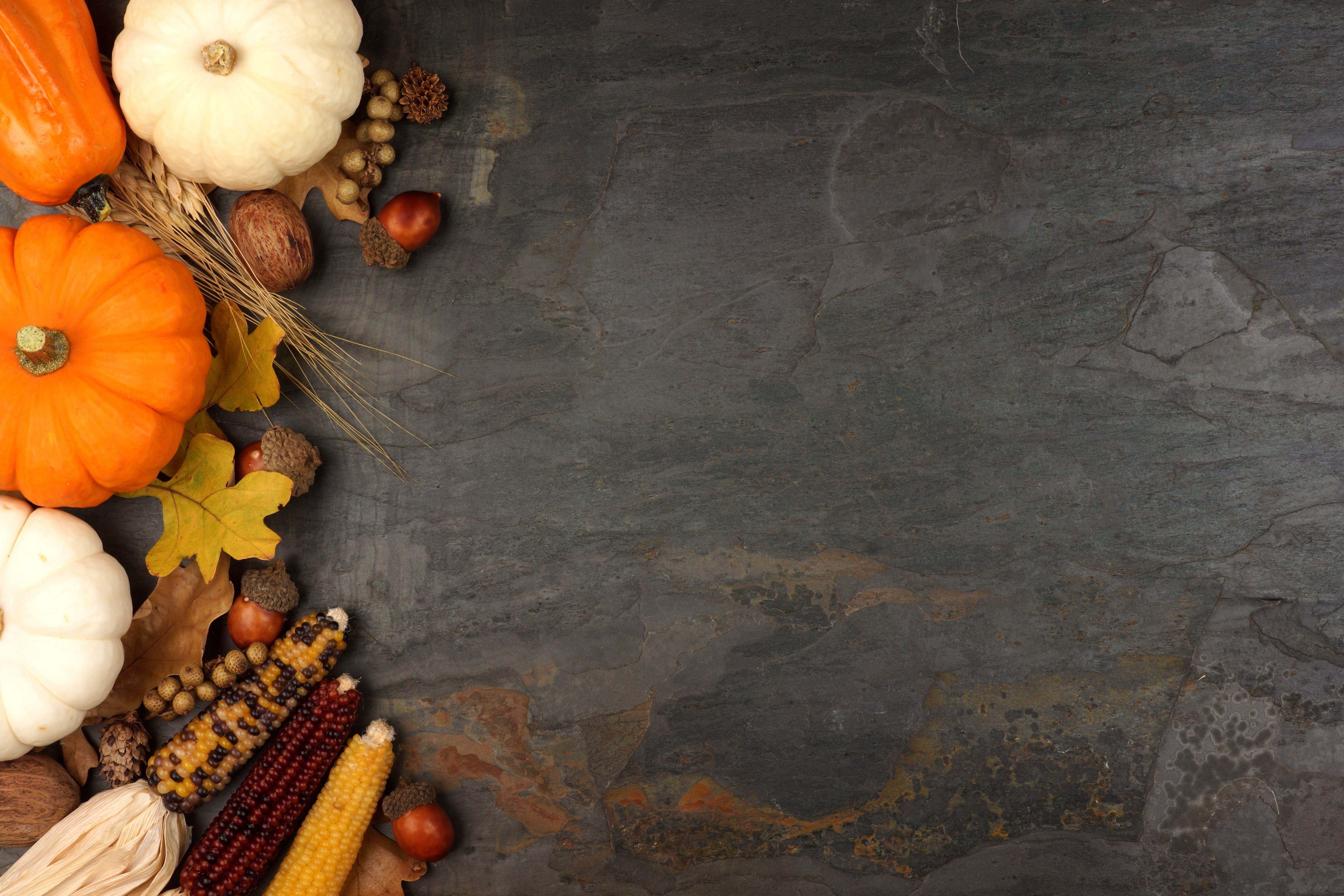 Thanksgiving Freebies Collection