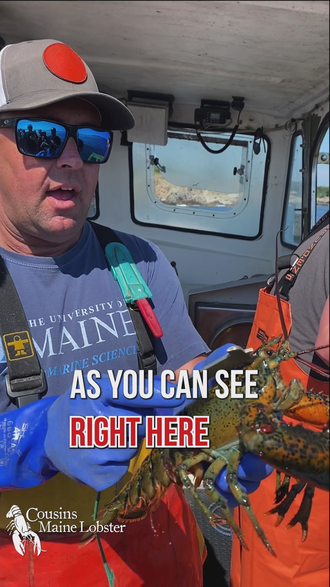 "AS you can see right here, this is a Legal Sized Lobster, but she has a "V-Notch" in that Tail Flipper right there, that singifies that she is a breeder, shes been caught before with Eggs. She has that notch, which now means she is illegal to keep, she goes back into the ocean to do what she does best, Another way we sustain our fishery for the future
