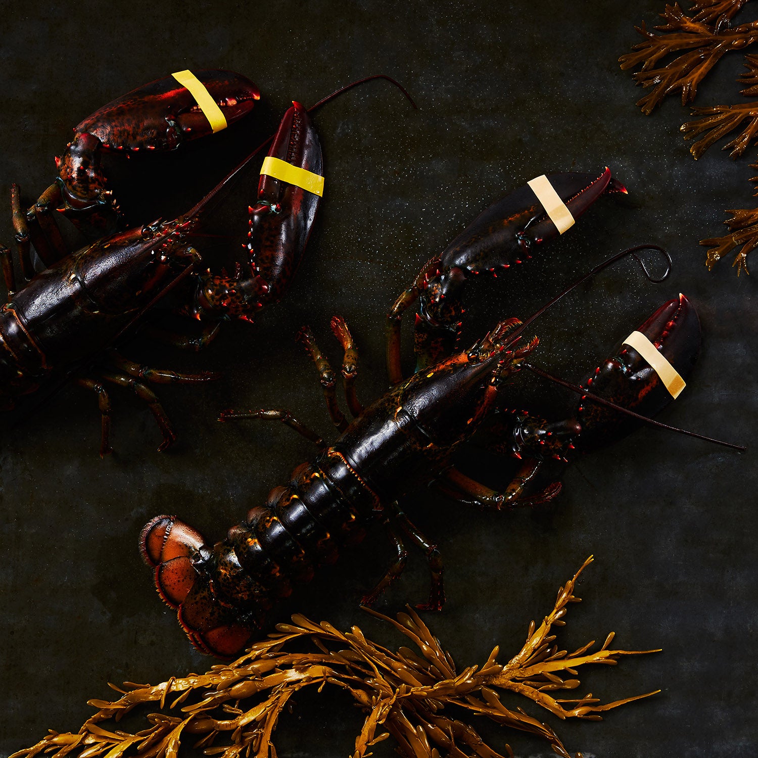 This photograph shows two live lobsters Banded, just how you will receive them when you order from cousins Maine lobster